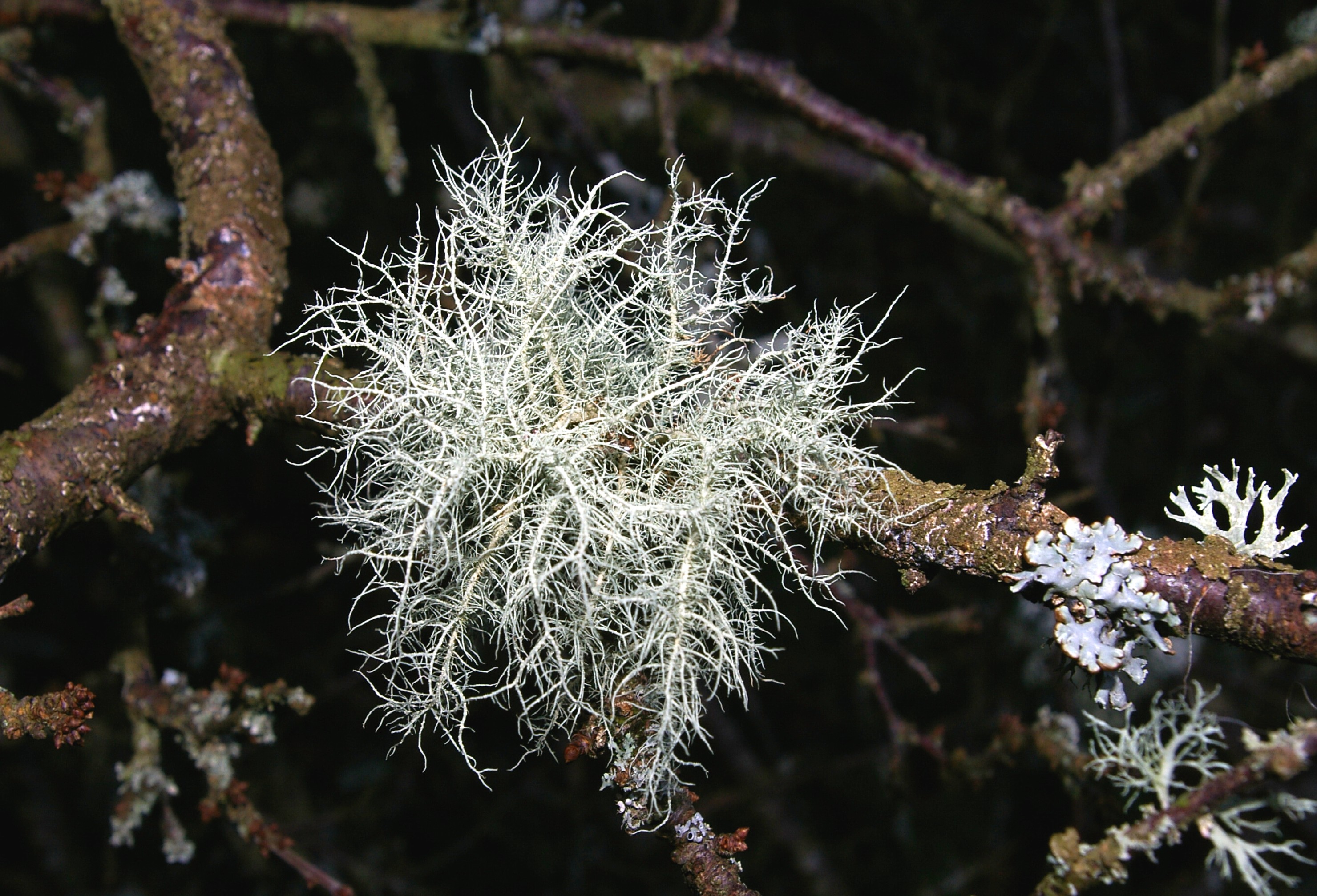 USNEA LICHEN Bill Bagley Photography